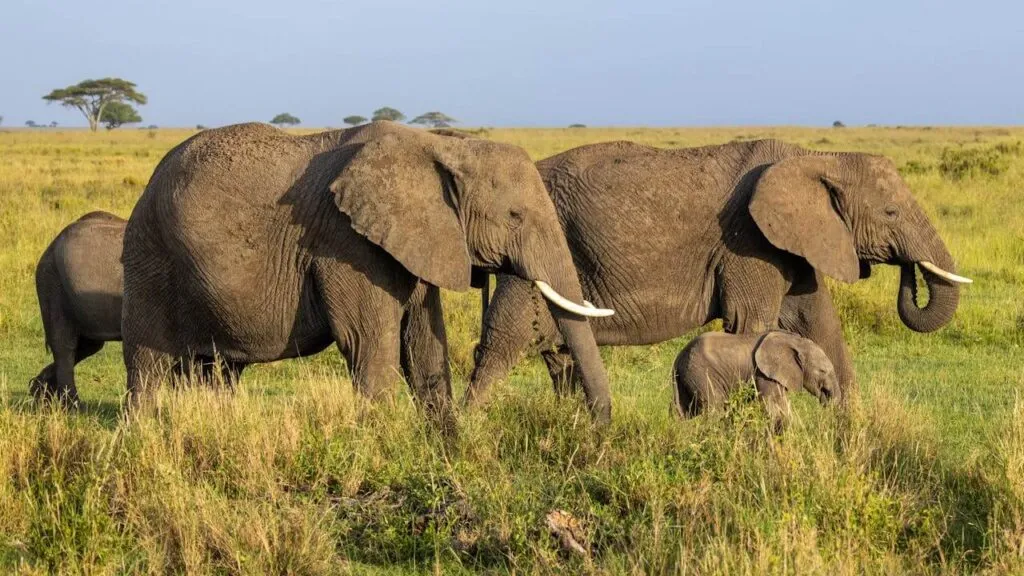 The 10 Best African Countries to Visit in 2025: A Traveler’s Guide 1 best african countries