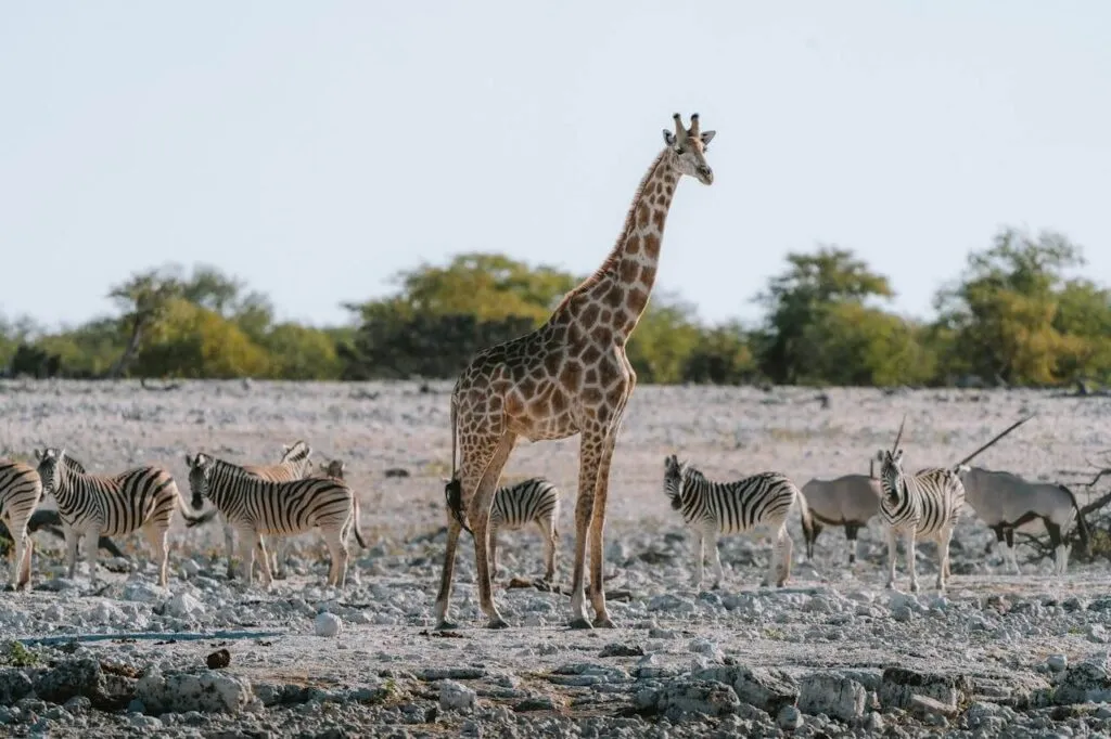 The 10 Best African Countries to Visit in 2025: A Traveler’s Guide 3 African countries to visit: a giraffe and zebras in a rocky area