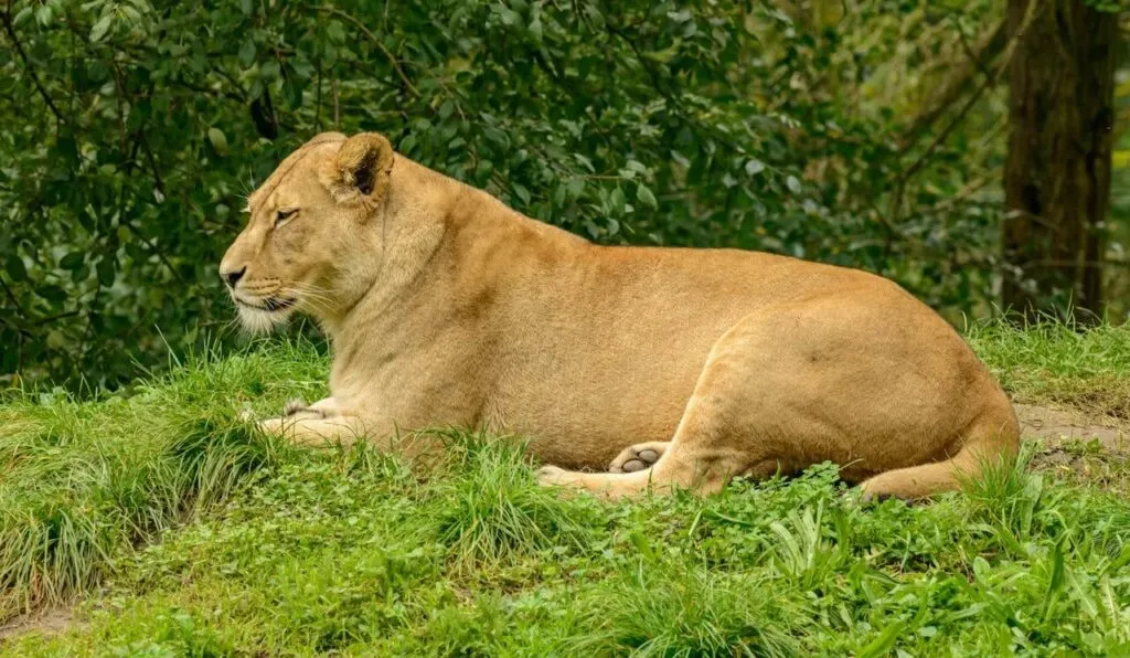The 10 Best African Countries to Visit in 2025: A Traveler’s Guide 5 Top African Countries for International visitors: a lion lying in the grass